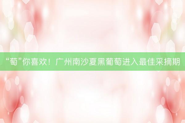 “萄”你喜欢！广州南沙夏黑葡萄进入最佳采摘期